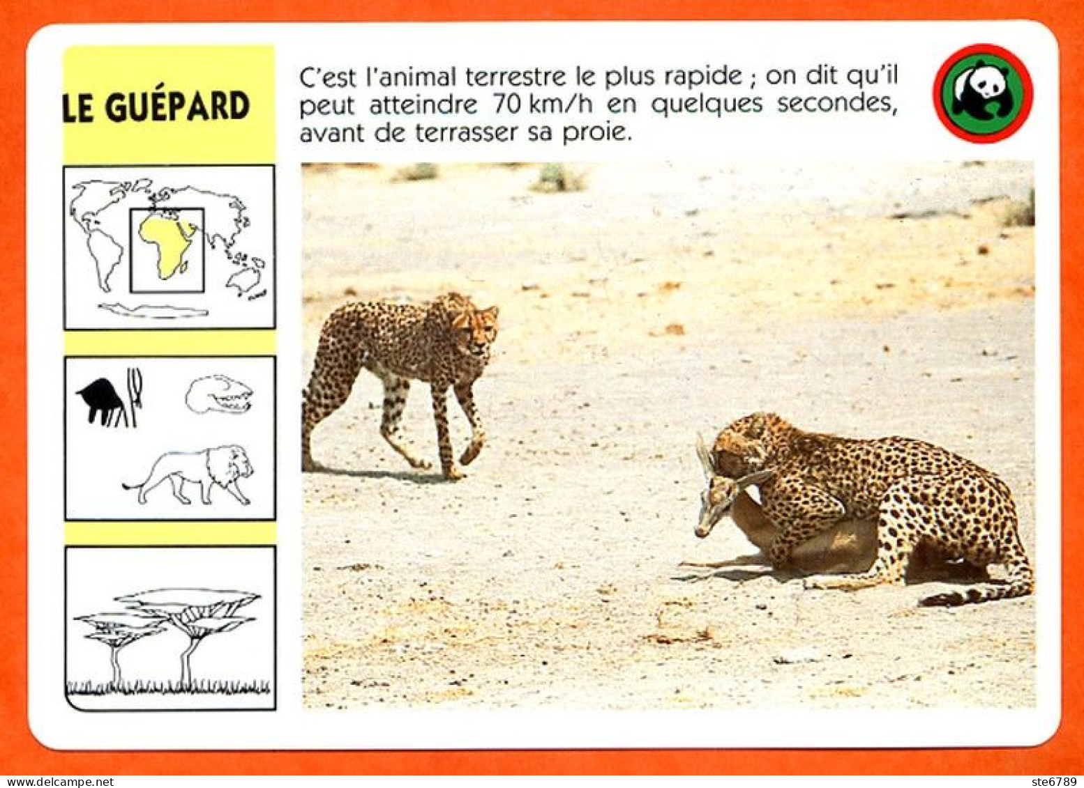 WWF LE GUEPARD   Animaux  Animal Fiche Illustree Documentée - Dieren