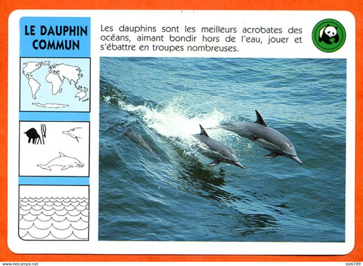 WWF LE DAUPHIN COMMUN   Animaux  Animal Fiche Illustree Documentée - Animals