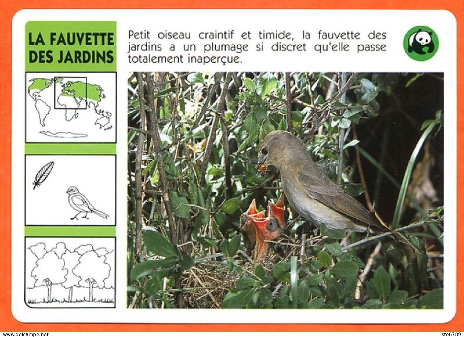 WWF LA FAUVETTE DES JARDINS Animaux  Animal Oiseau Fiche Illustree Documentée - Dieren