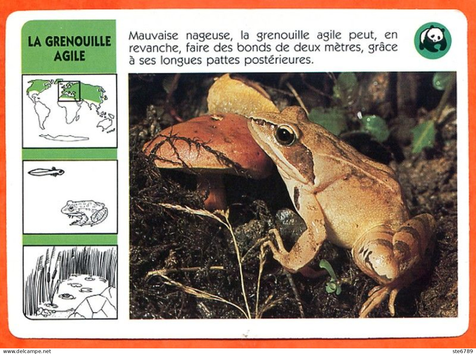 WWF LA GRENOUILLE AGILE   Animaux Animal Fiche Illustree Documentée - Tiere