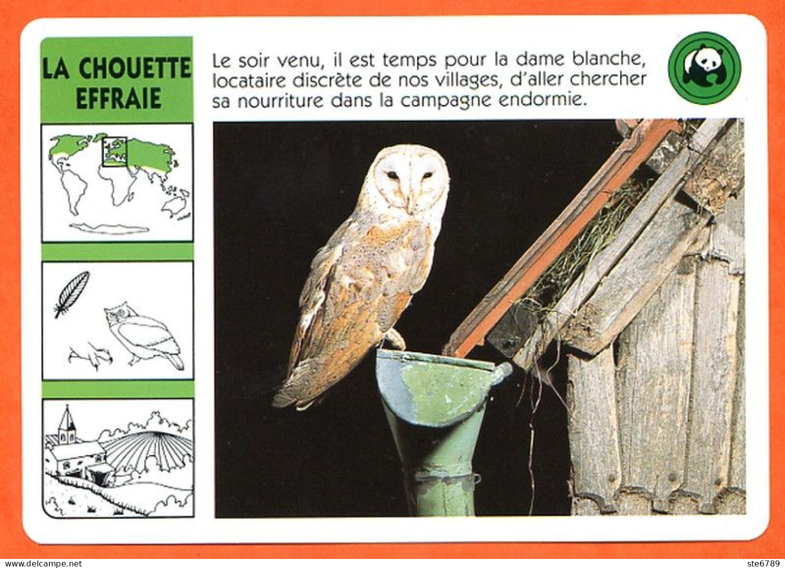 WWF LA CHOUETTE EFFRAIE Animaux  Animal Oiseau Fiche Illustree Documentée - Animals