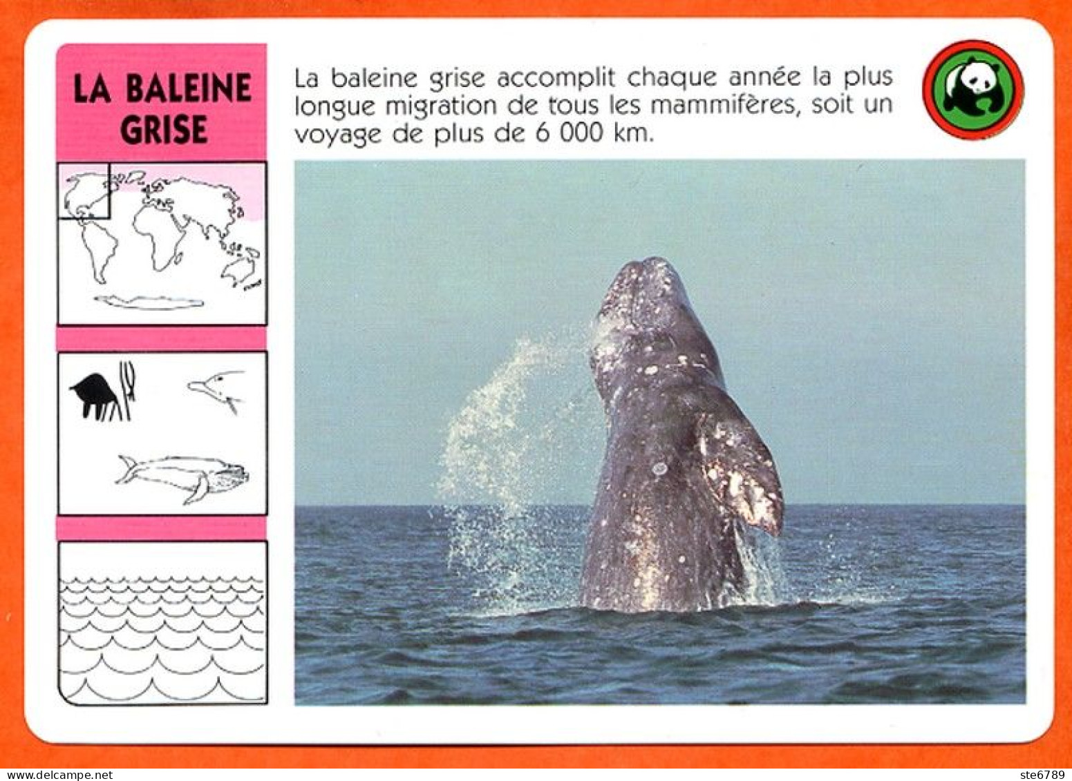 WWF LA BALEINE GRISE  Animaux  Animal Fiche Illustree Documentée - Animals