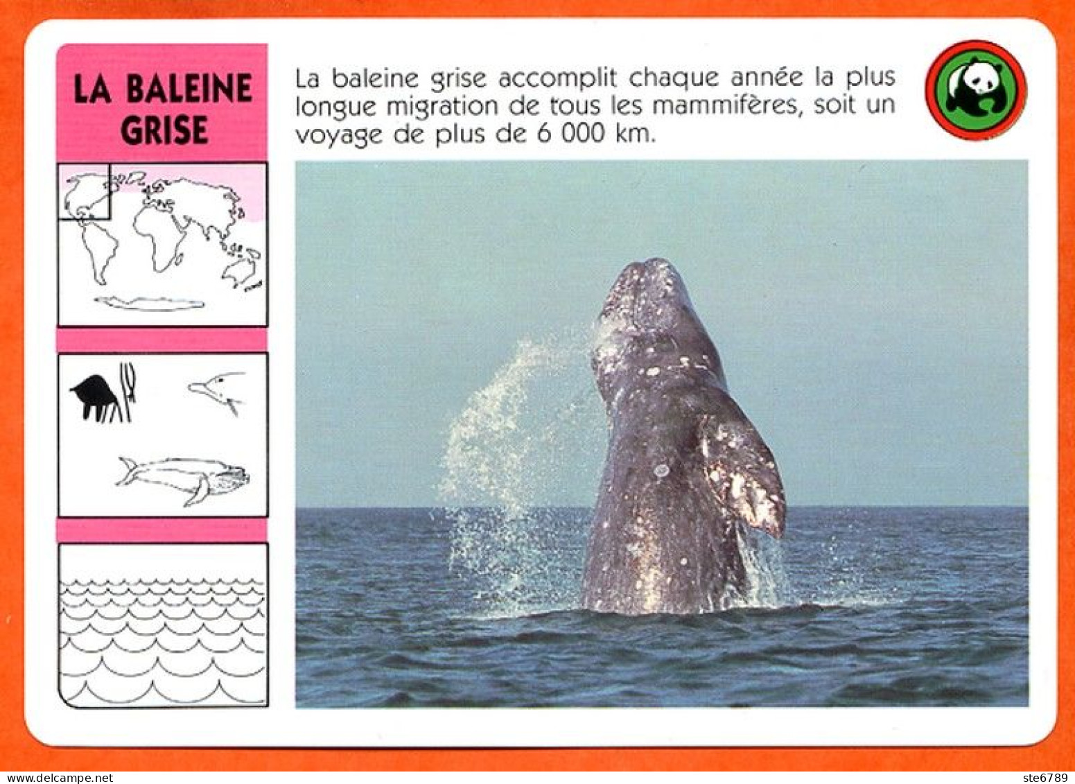 WWF LA BALEINE GRISE  Animaux  Animal Fiche Illustree Documentée - Animales