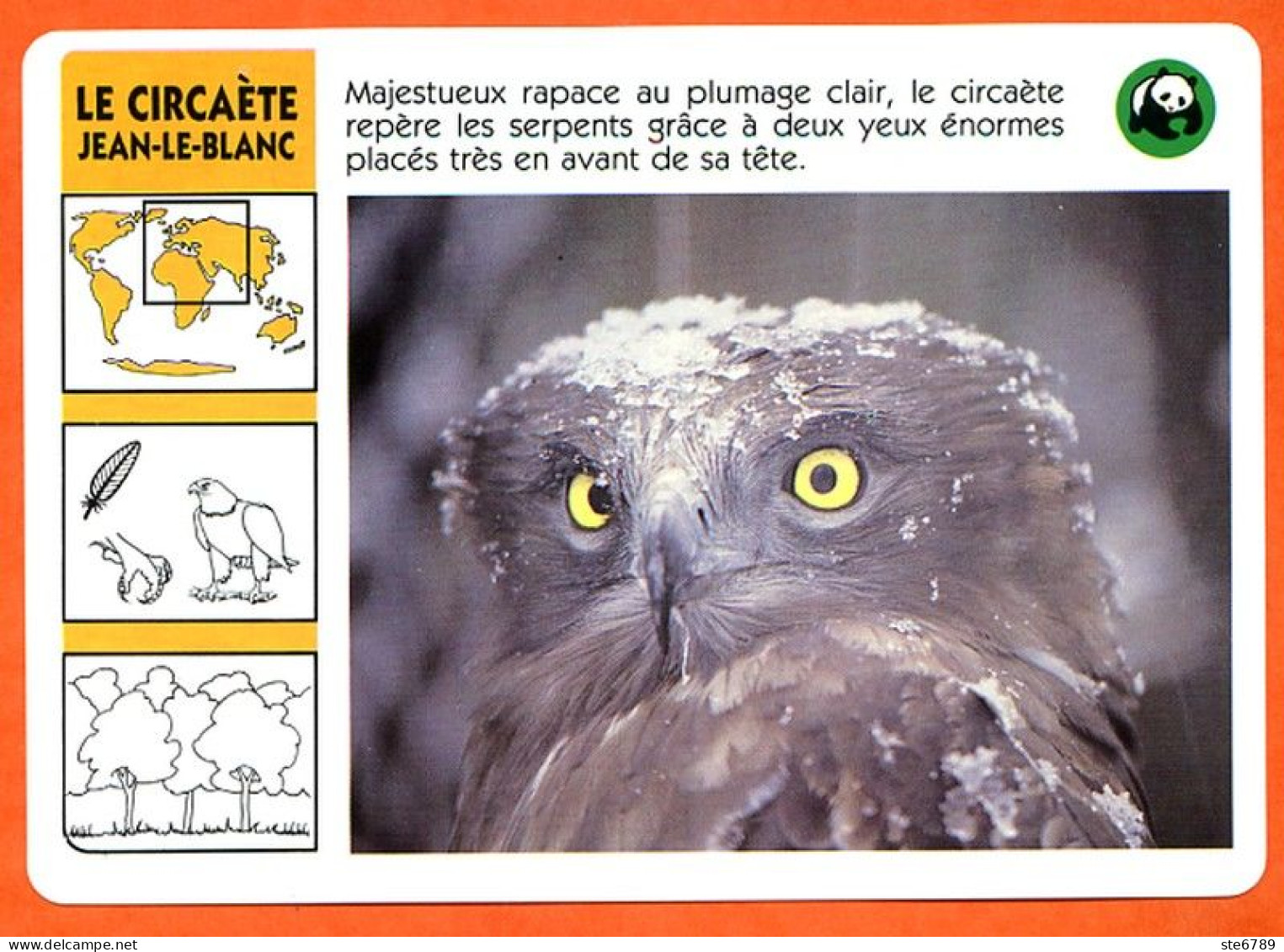 WWF CIRCAETE JEAN LE BLANC Animaux  Animal Oiseau Rapace Fiche Illustree Documentée - Animals