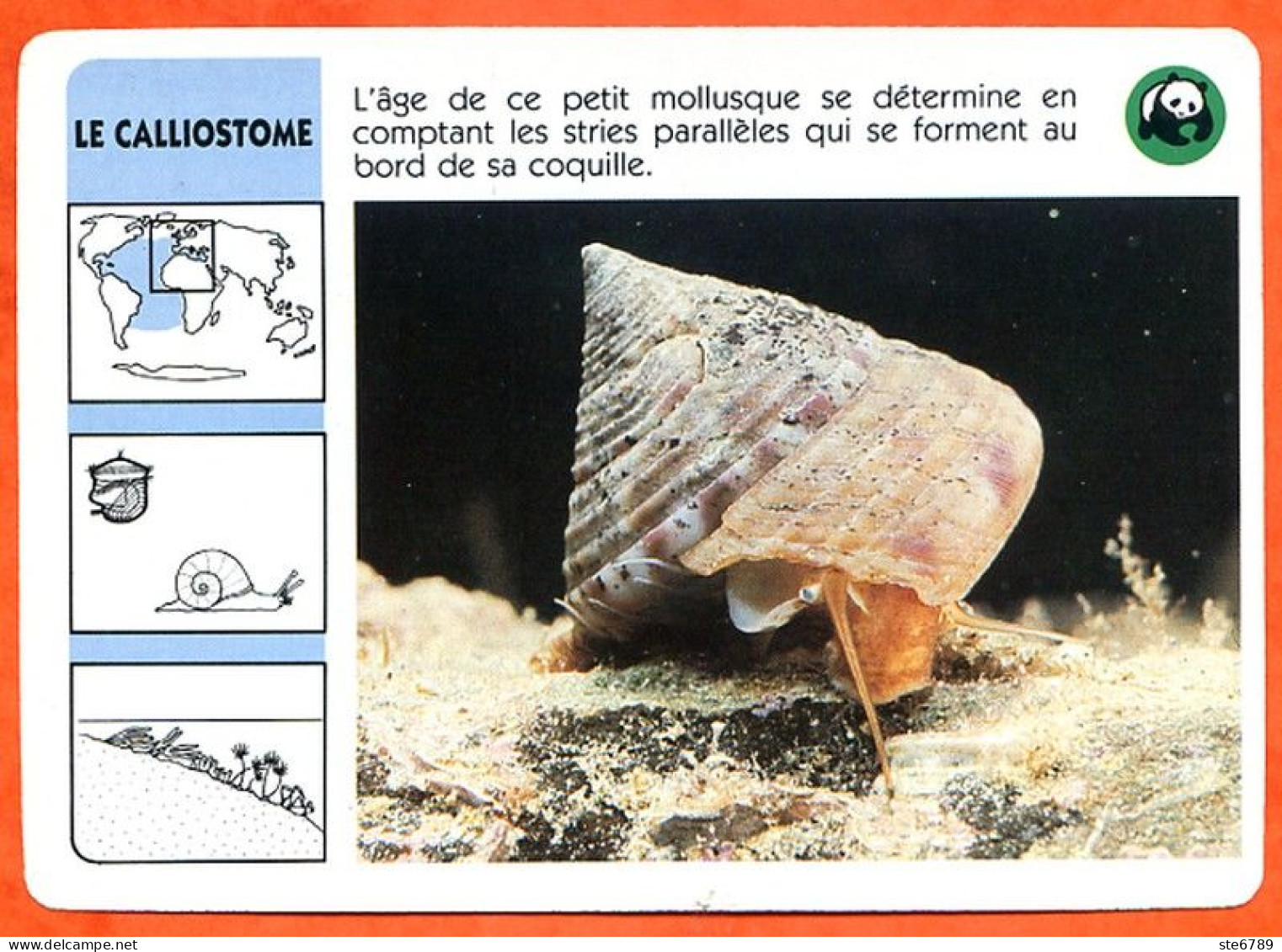 WWF LE CALLIOSTOME Coquillage Mollusque  Animaux Animal Fiche Illustree Documentée - Animals