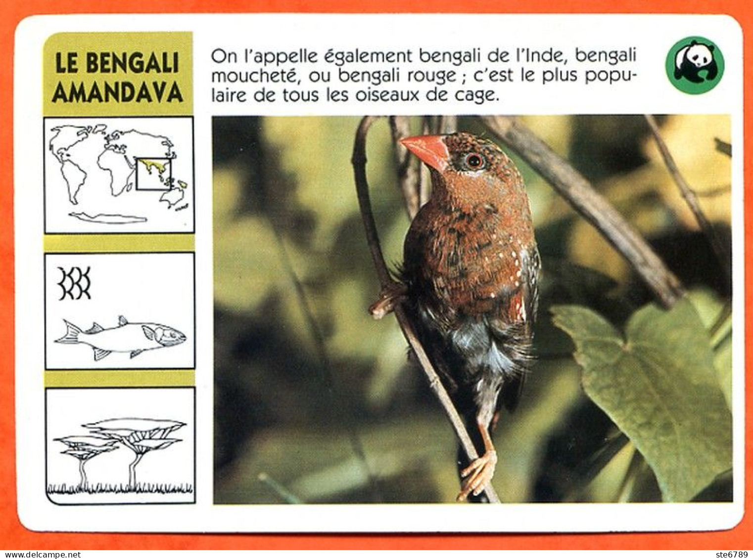 WWF LE BENGALI AMANDAVA Oiseau  Animaux Animal Fiche Illustree Documentée - Animales