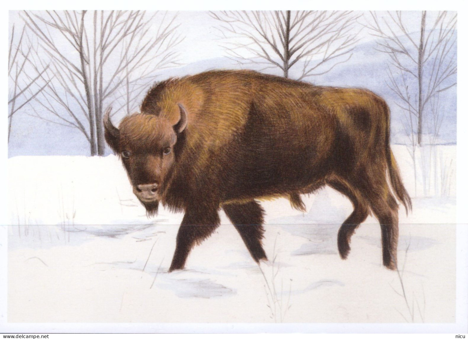 EUROPEAN BISON (Bison Bonasus) - Stiere