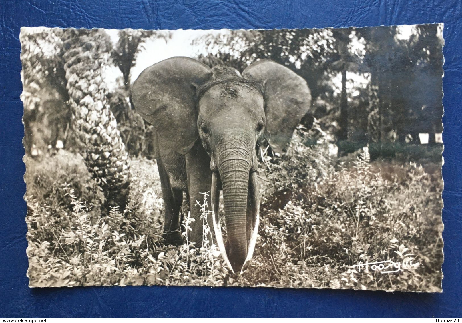 Jeune éléphant, Lib "Au Messager", N° 184 - Brazzaville