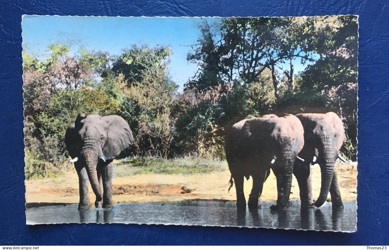 Eléphants à La Rivière, Lib "Au Messager", N° 192 - Kamerun