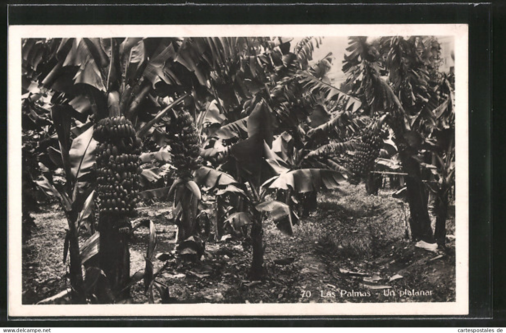 AK Las Palmas, Auf Einer Bananen-Plantage  - Culturas