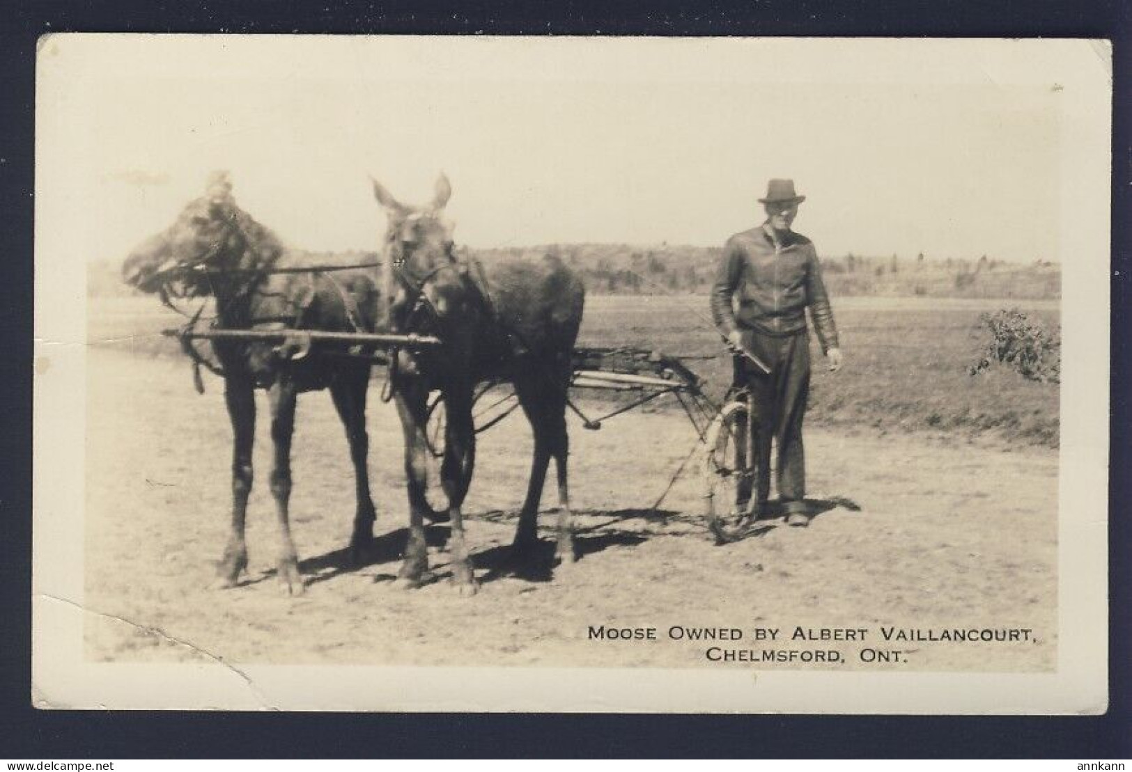 HOMESTEADING CANADA - Man & Two Moose, Cart Sulky?? Velox 1923-1939 - RPPC - Landbouw