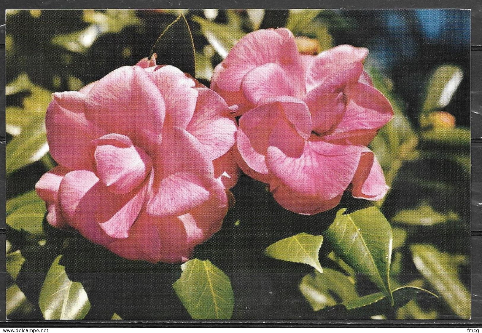 Bellingrath Gardens, Camellia Japonica, Unused - Mobile