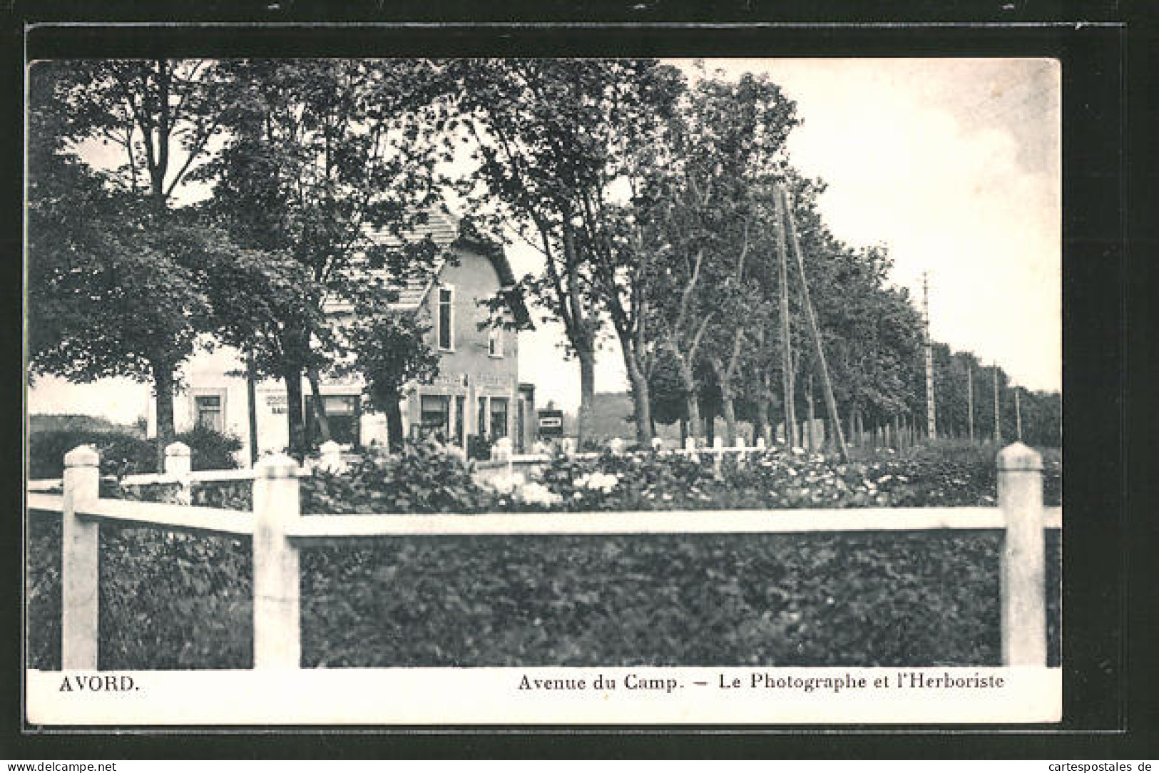 CPA Avord, Avenue Du Camp, L`Herboriste  - Avord