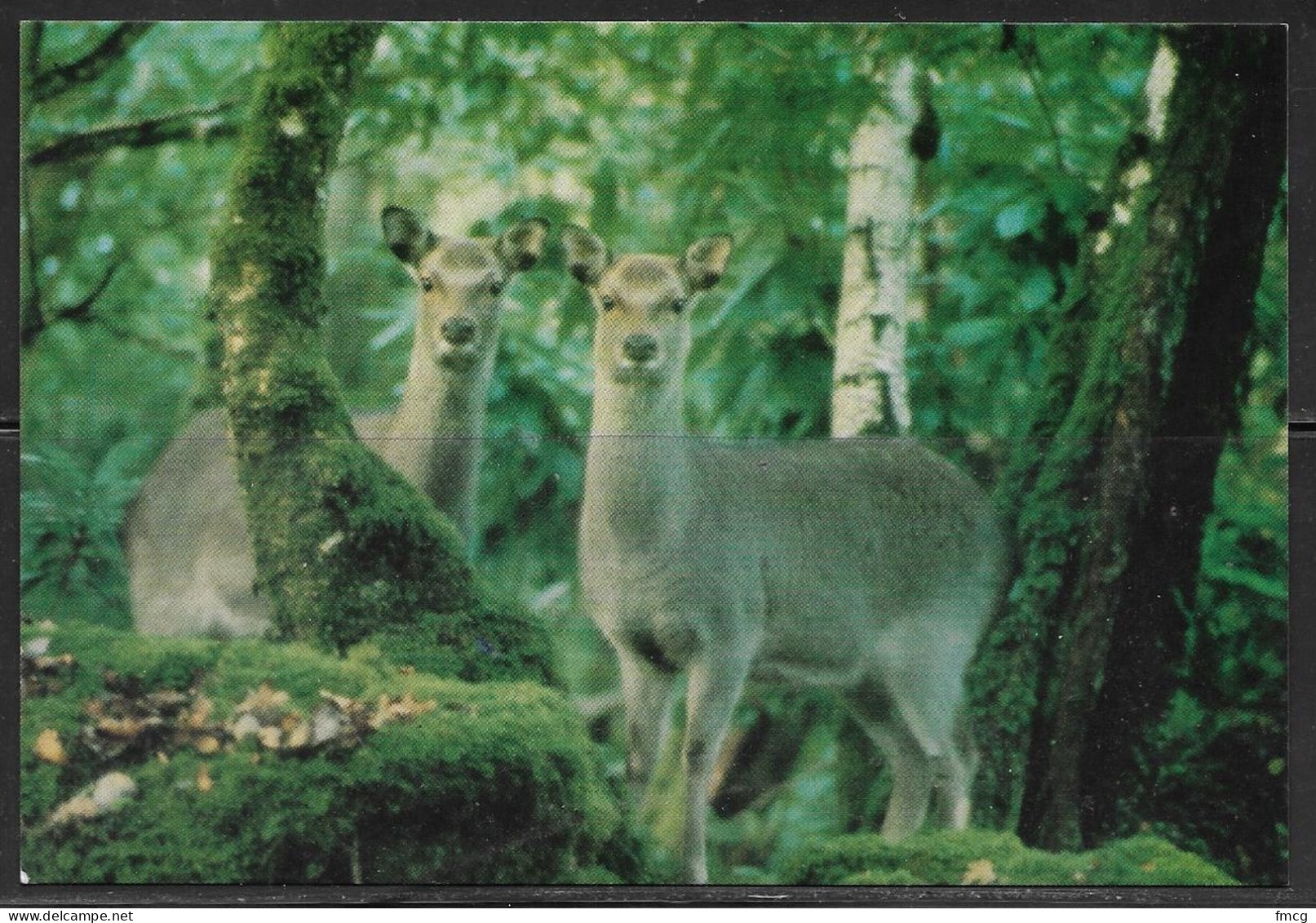 Ireland, Kerry, Kilarney National Park, Sika (deer), Unused - Kerry