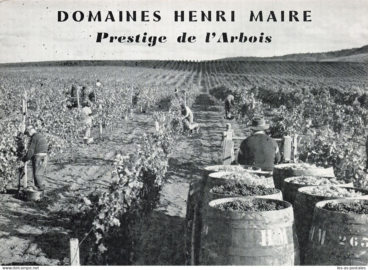 39 ARBOIS DOMAINES HENRI MAIRE - Arbois