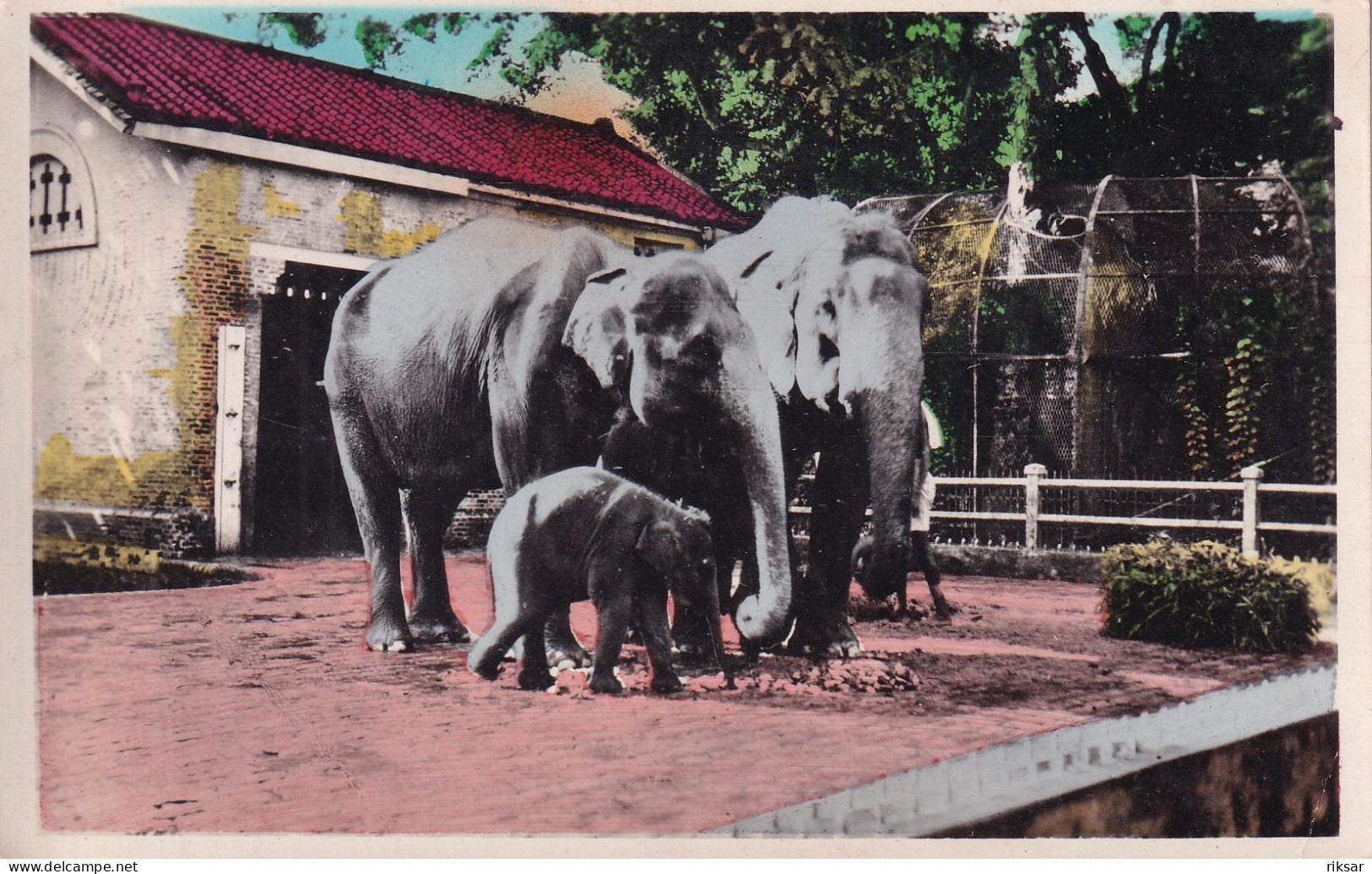 INDOCHINE(SAIGON) ZOO(ELEPHANT) - Vietnam