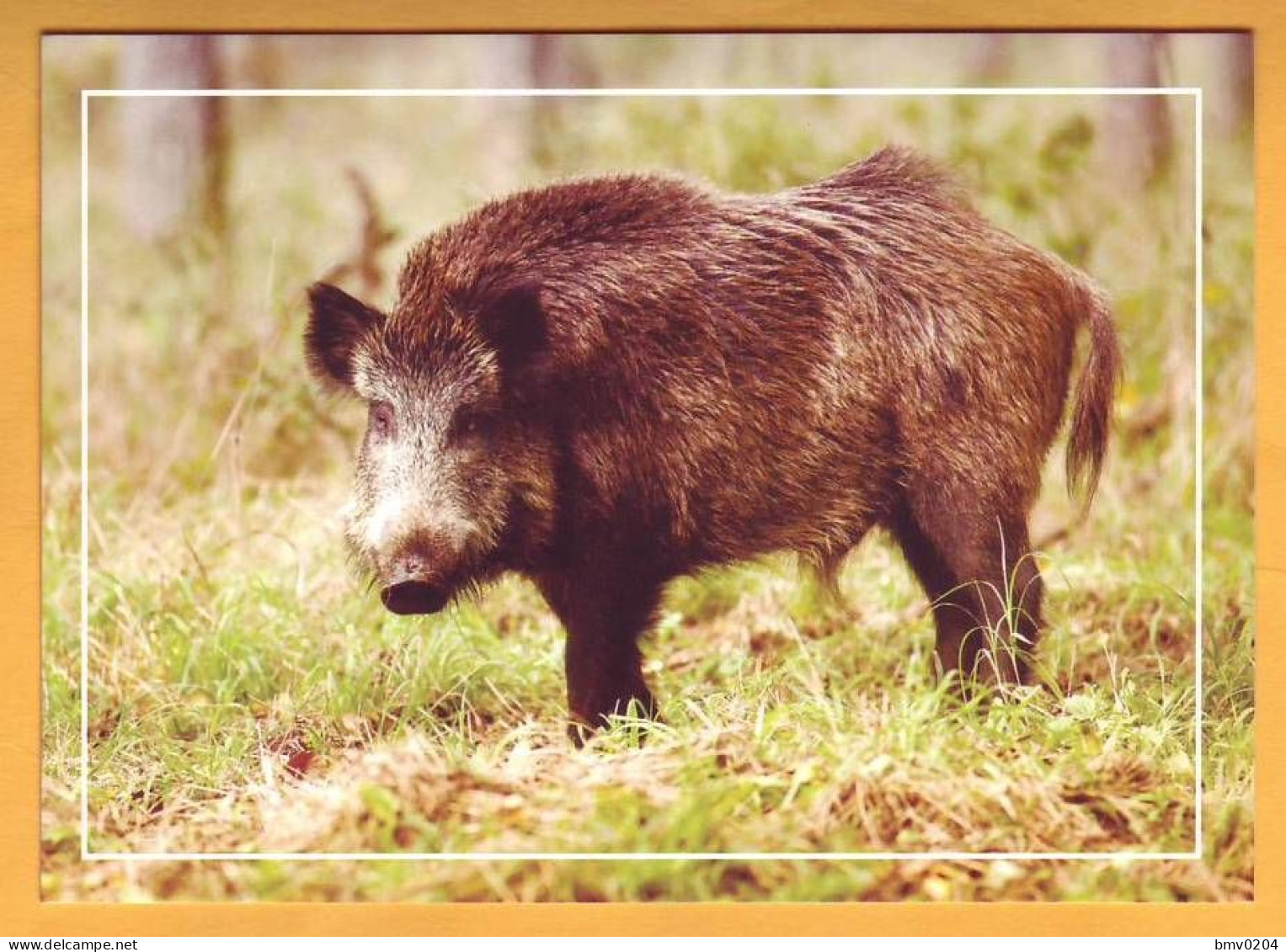 2015 Moldova Moldavie Moldau  Fauna Wildlife. Postcard With An Original Postage Stamp. Wild Boar - Pigs