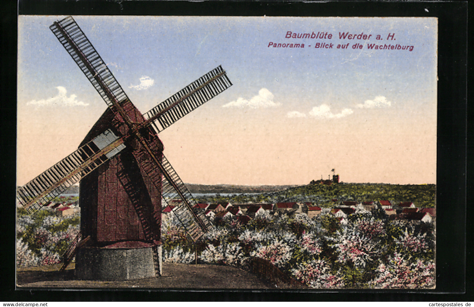 AK Werder A. H., Baumblüte, Panorama Blick Auf Die Wachtelburg U. Windmühle  - Mulini A Vento