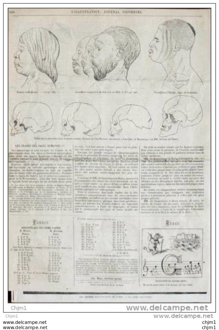 Cranes Des Races Humaines - Schädel Des Menschen - Page Original  1874 - Historische Dokumente