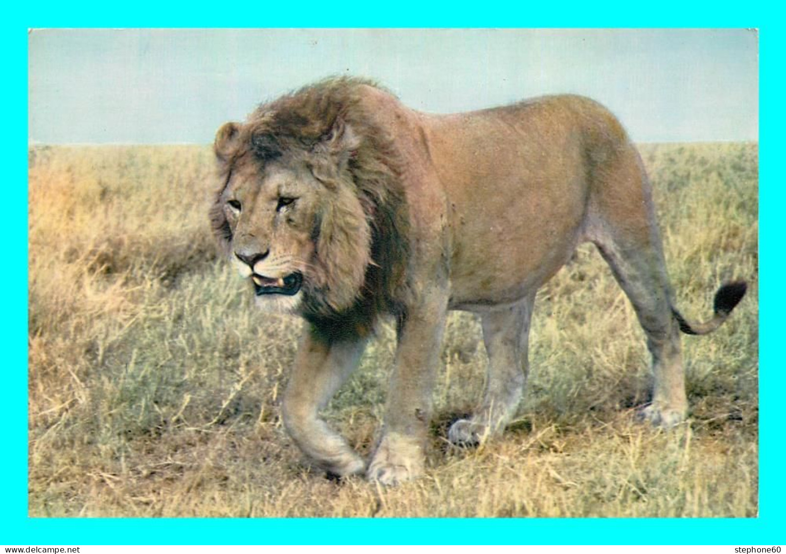 A771 / 183 LION Faune Africaine - Lion