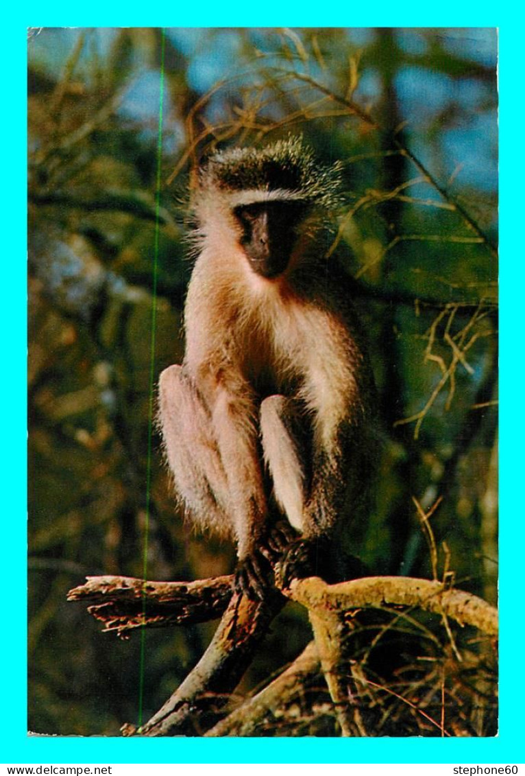 A769 / 419 Cercophithecus Singe Afrique - Monos