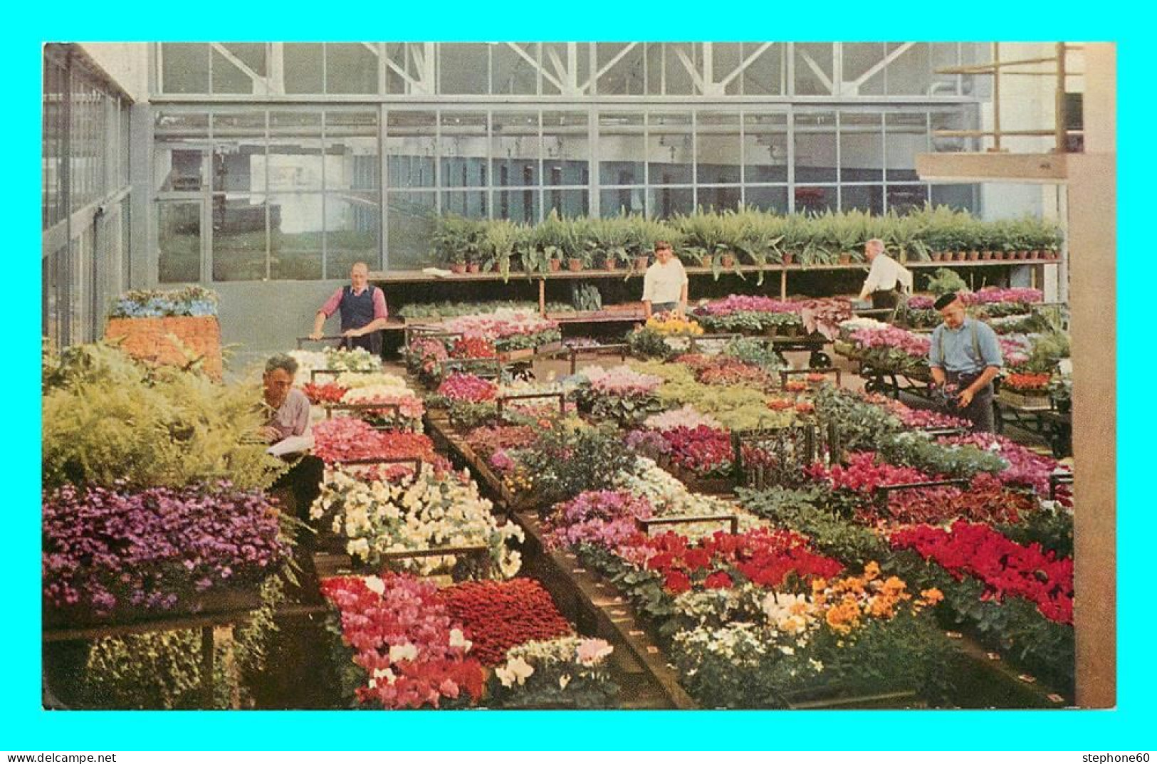 A783 / 233 AALSMEER Echantillonage Des Plantes En Pots - Aalsmeer