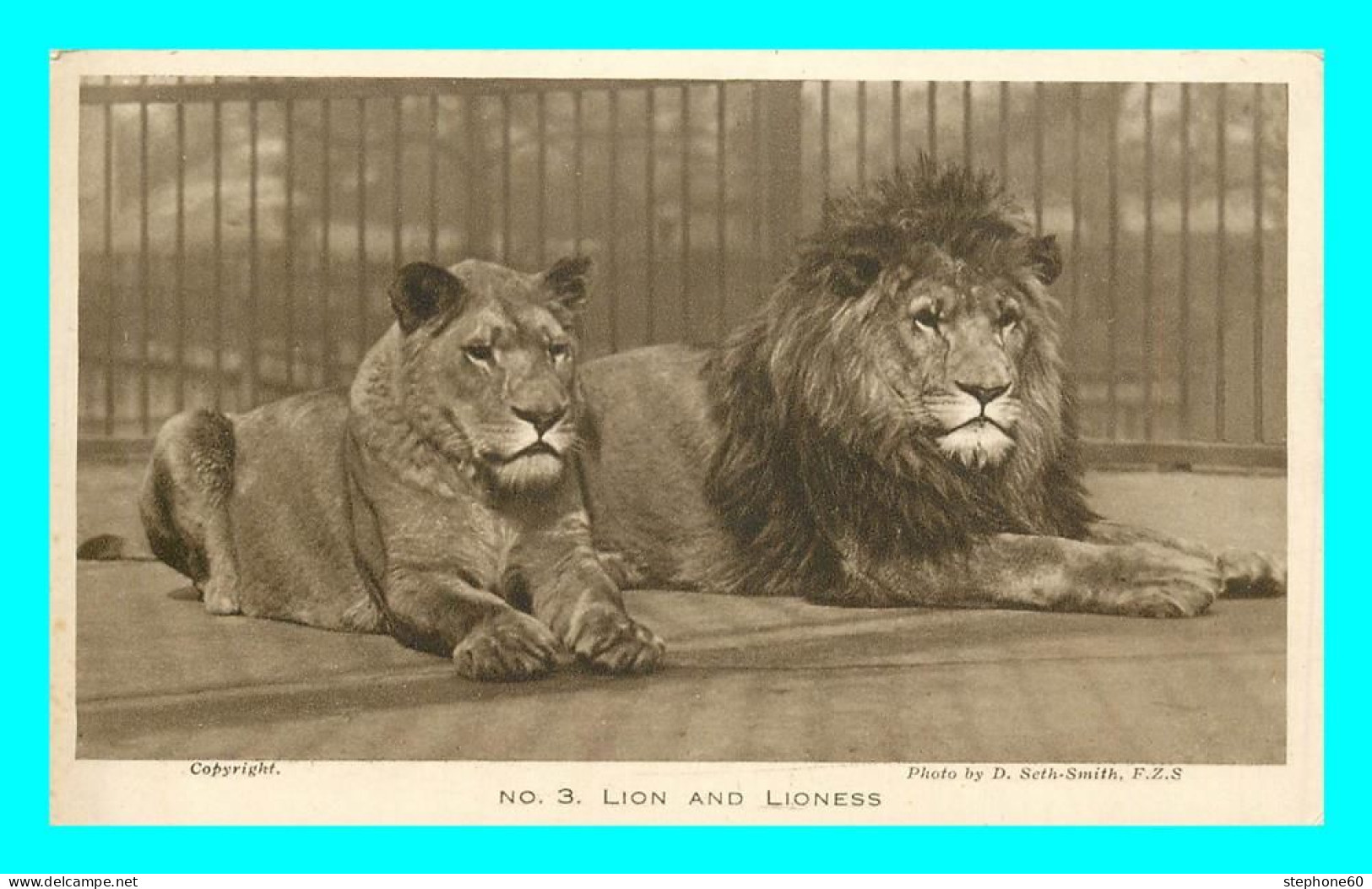 A794 / 367 LION And Lioness - Lion
