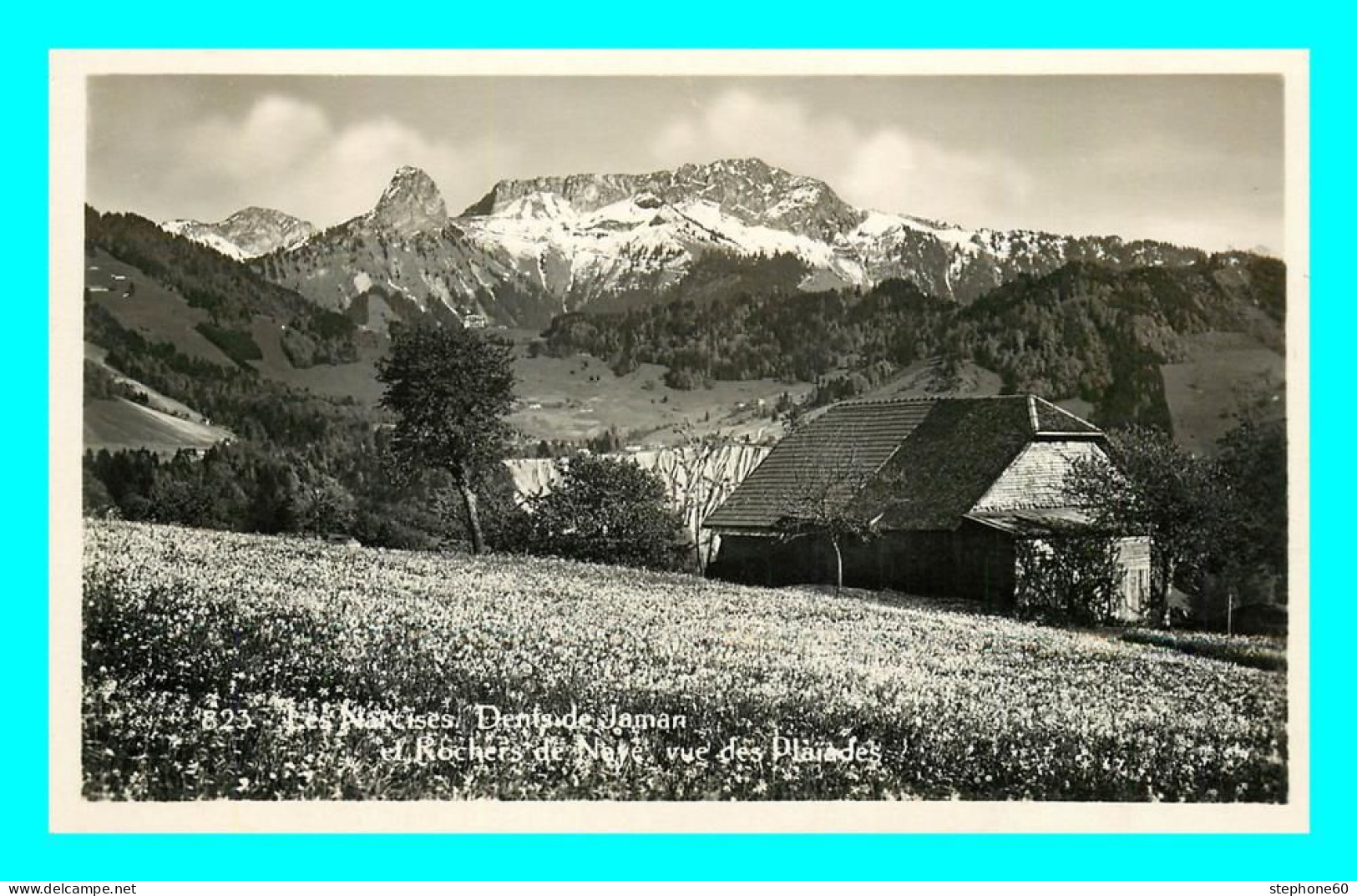 A801 / 227 Suisse Narcisses Dents De Jaman Et Rochers De Neve Vue Des Plaiades - Roche