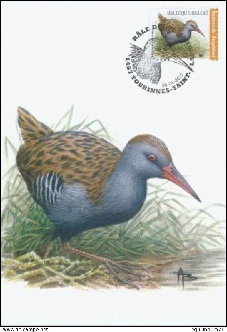 CM/MK° - Râle D'eau / Waterral / Rallus Aquaticus - Tourinnes St Lambert - 28-01-2017 - Recommandé/Aantekenport - BUZIN - 1985-.. Birds (Buzin)