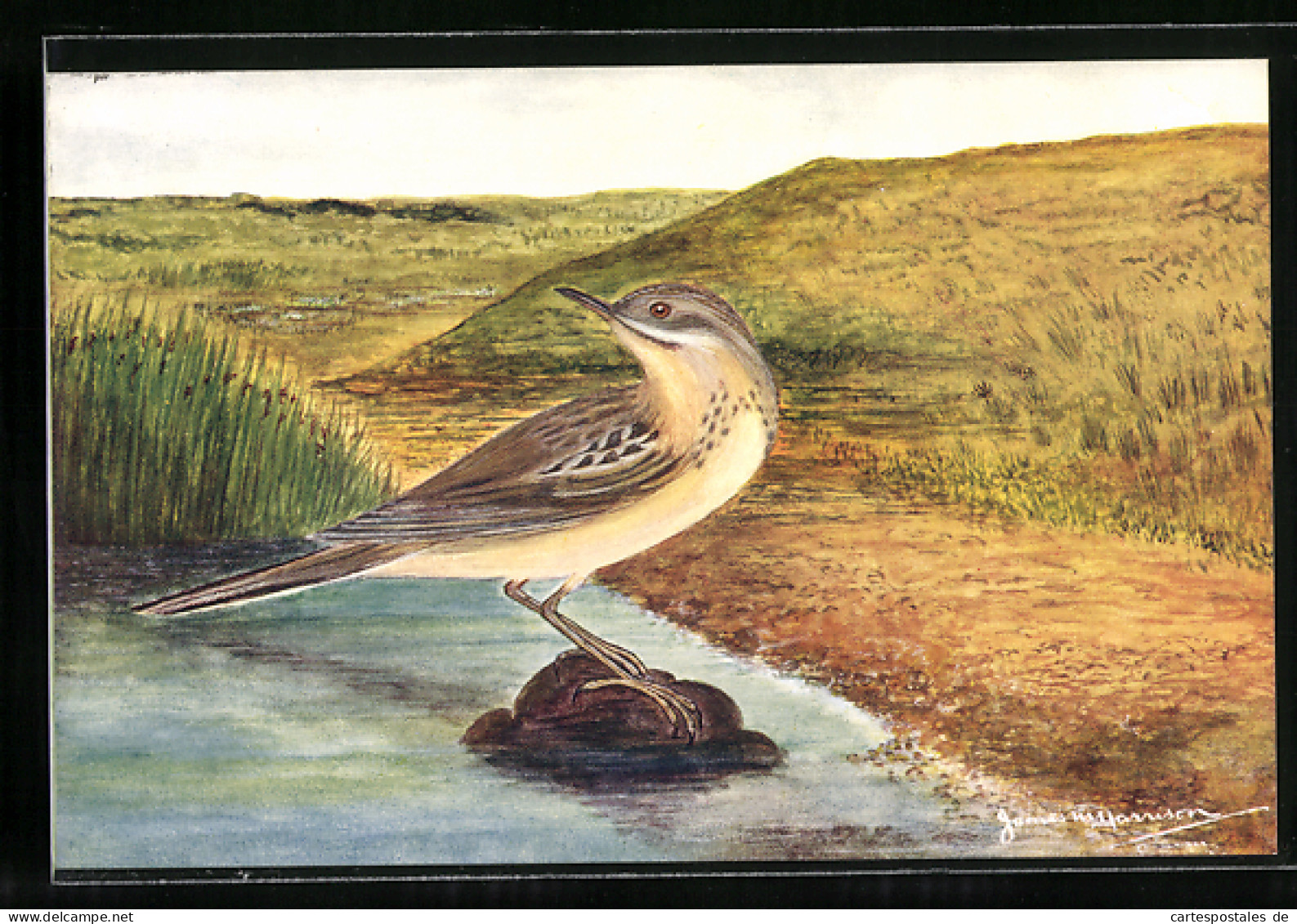AK British Birds - Tawny Pipit  - Birds