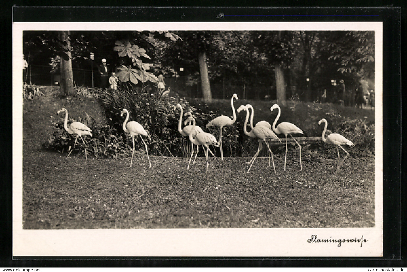 AK Halle, Zoologischer Garten, Flamingowiese  - Birds