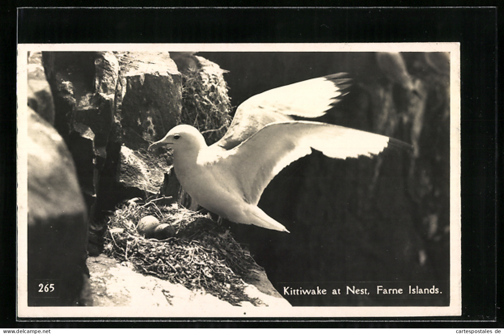 AK Farne Islands, Kittiwake At Nest  - Birds