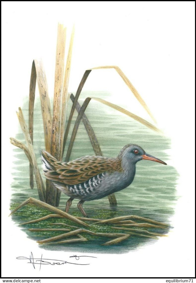 Dessin, Signé/Tekening, Getekend/Zeichnung, Gezeichnet - Râle D'eau / Waterrail / Wasserschiene / Water Rail - BUZIN - 1985-.. Uccelli (Buzin)