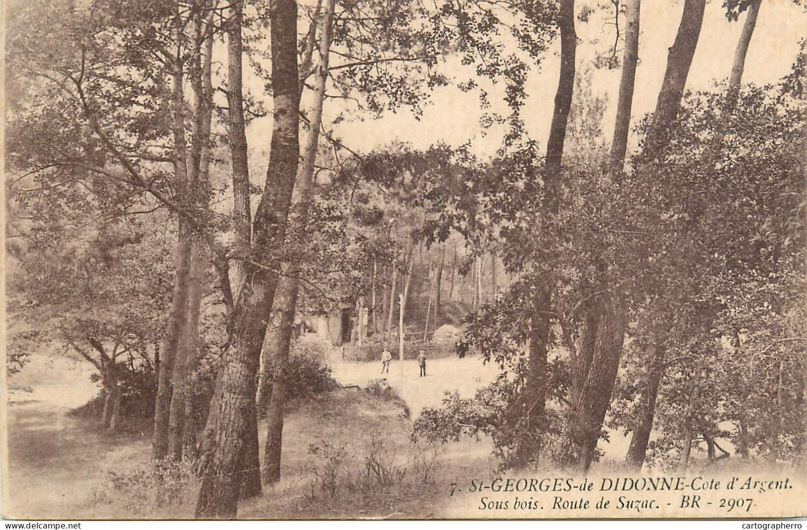 France St Georges De Didonne Cote D'Argent Sous Bois Route De Suzac - Saint-Georges-de-Didonne