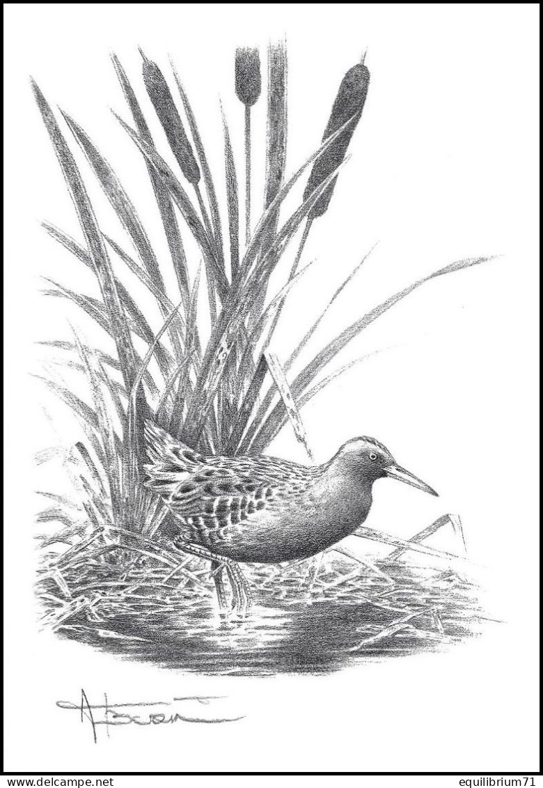 Dessin, Signé/Tekening, Getekend/Zeichnung, Gezeichnet - Râle D'eau / Waterrail / Wasserschiene / Water Rail - BUZIN - 1985-.. Vogels (Buzin)