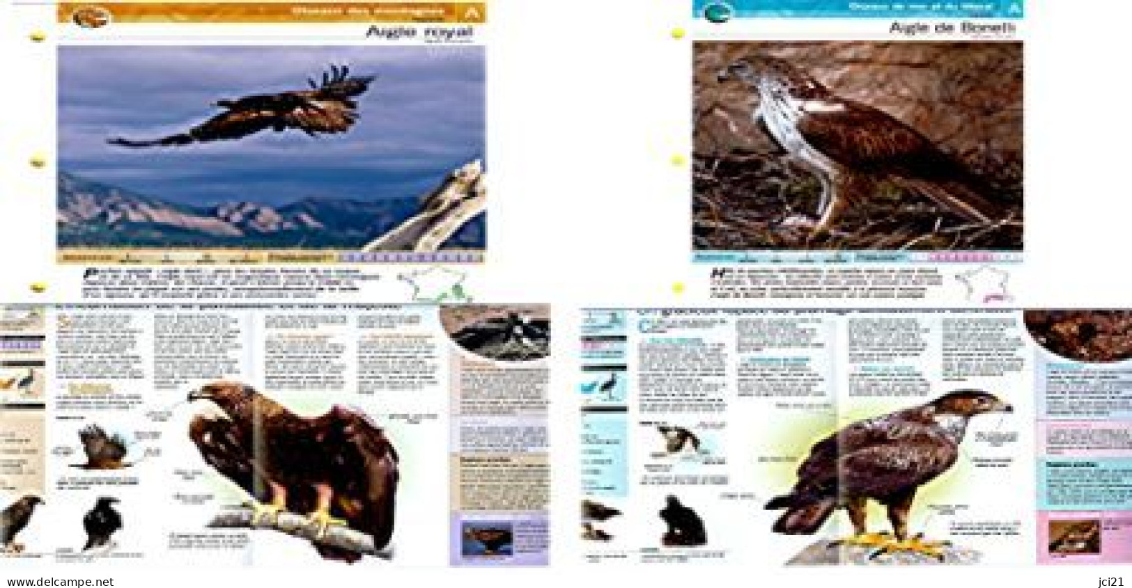 2 FICHES DE 4 PAGES SUR " AIGLE ROYAL " ET " AIGLE BONELLI " [135]_D24 - Animals