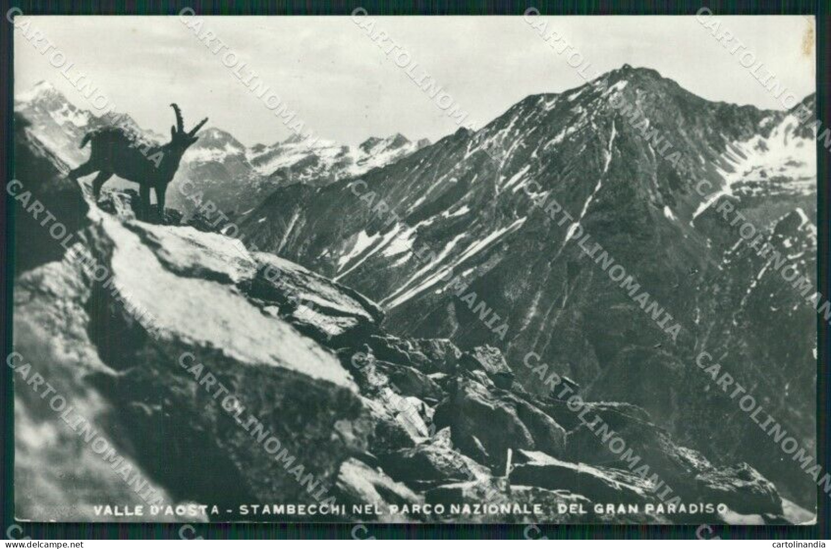 Torino Gran Paradiso Stambecchi Foto Cartolina KV3018 - Autres & Non Classés