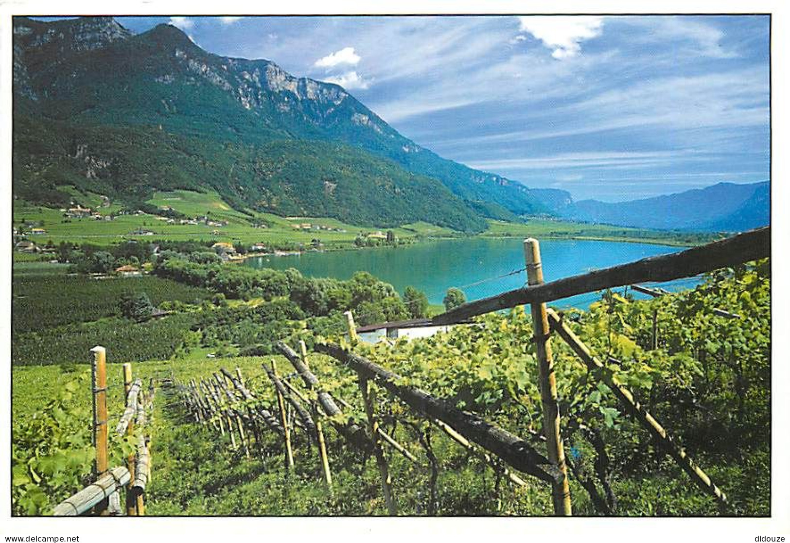 Vignes - Vignoble De Haut-Adige Entre Montagne Et Le Lac De Caldaro - Italie - CPM - Carte Neuve - Voir Scans Recto-Vers - Vignes