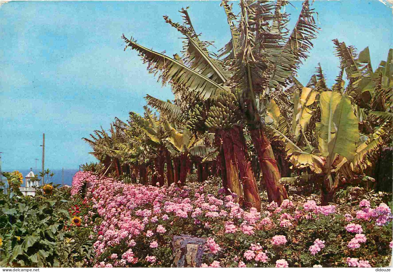 Espagne - Espana - Islas Canarias - Tenerife - Geranios Y Plataneras - Géraniums Et Bananiers - Fleurs - CPM - Voir Scan - Tenerife