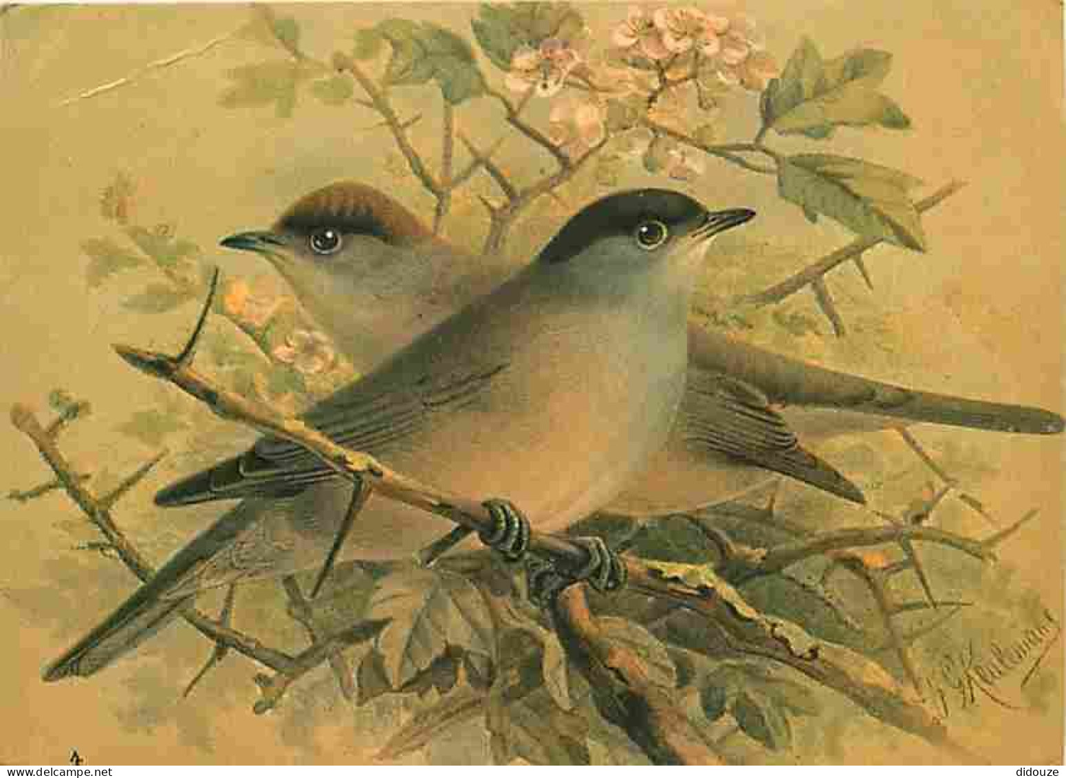 Animaux - Oiseaux - Blackcap - Dessin De J G Keulemans - Fauvette à Tête Noire - CPM - Voir Scans Recto-Verso - Birds