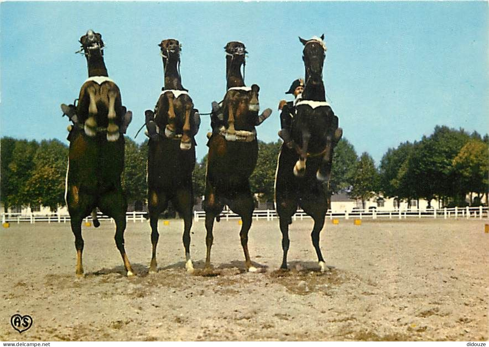 Animaux - Chevaux - Saumur - Le Cadre Noir - Une Courbette Par Quatre - Carte Neuve - CPM - Voir Scans Recto-Verso - Pferde