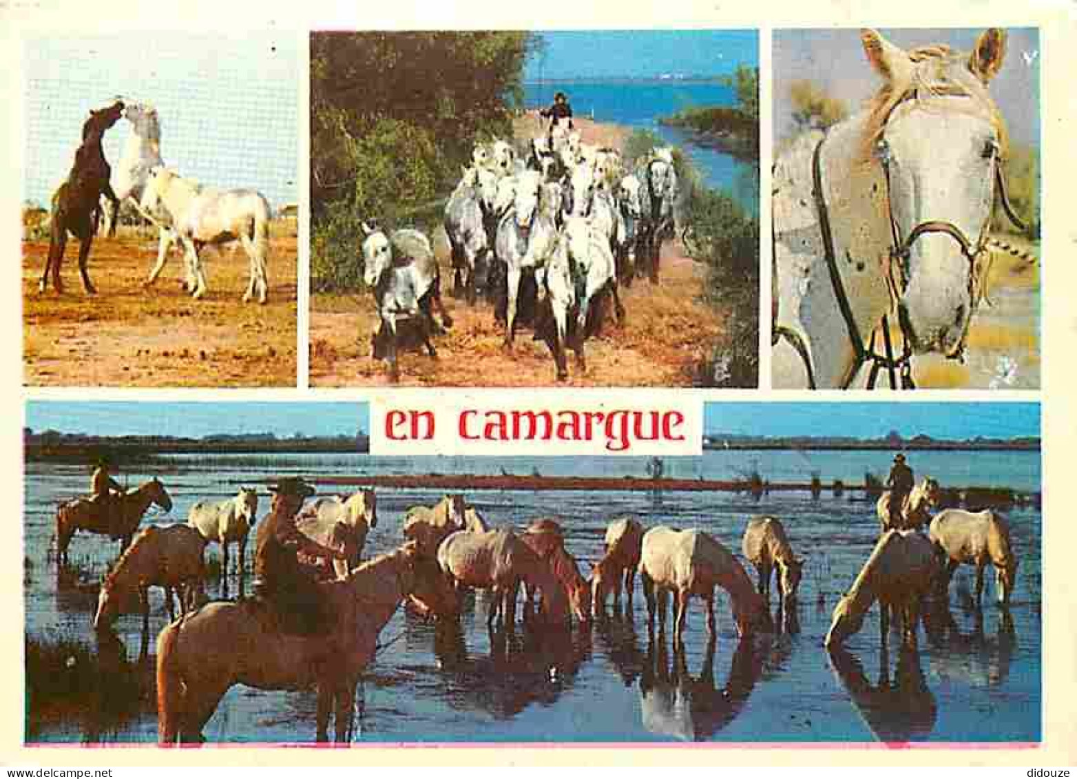 Animaux - Chevaux - Camargue - Multivues - CPM - Voir Scans Recto-Verso - Pferde