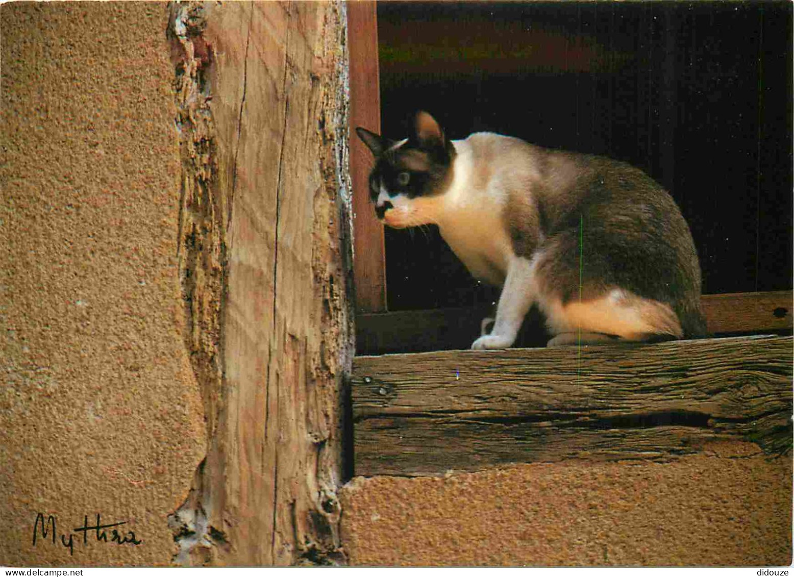 Animaux - Chats - CPM - Voir Scans Recto-Verso - Gatos