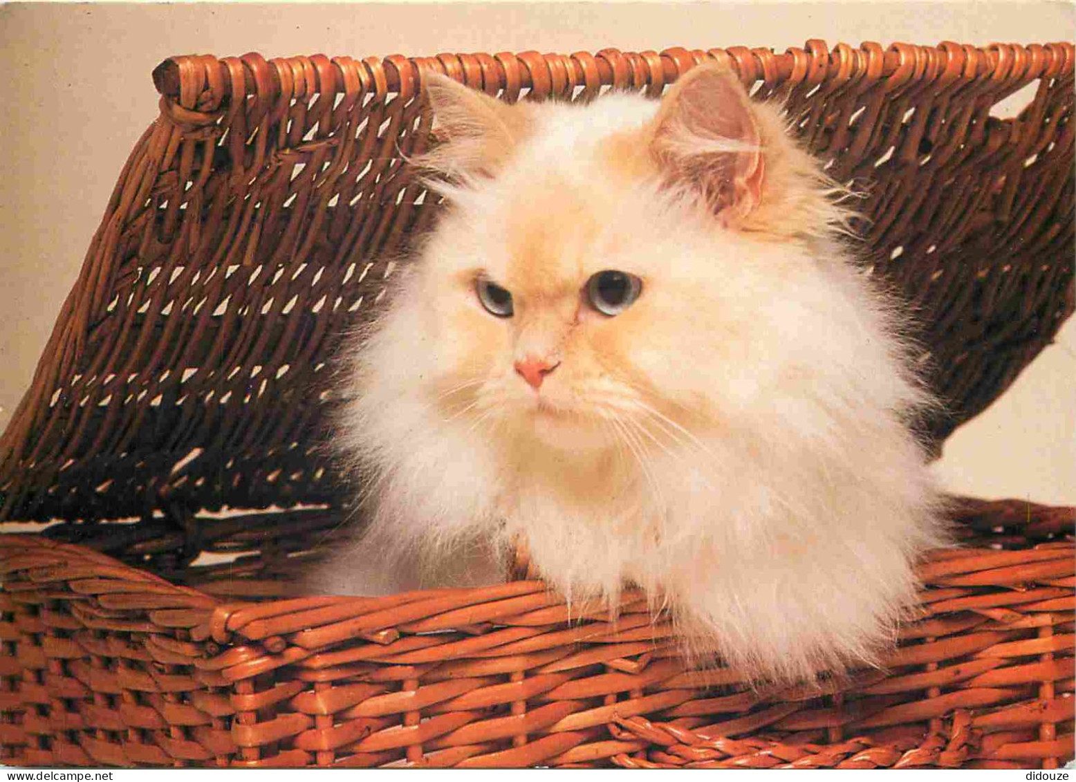 Animaux - Chats - CPM - Voir Scans Recto-Verso - Gatos