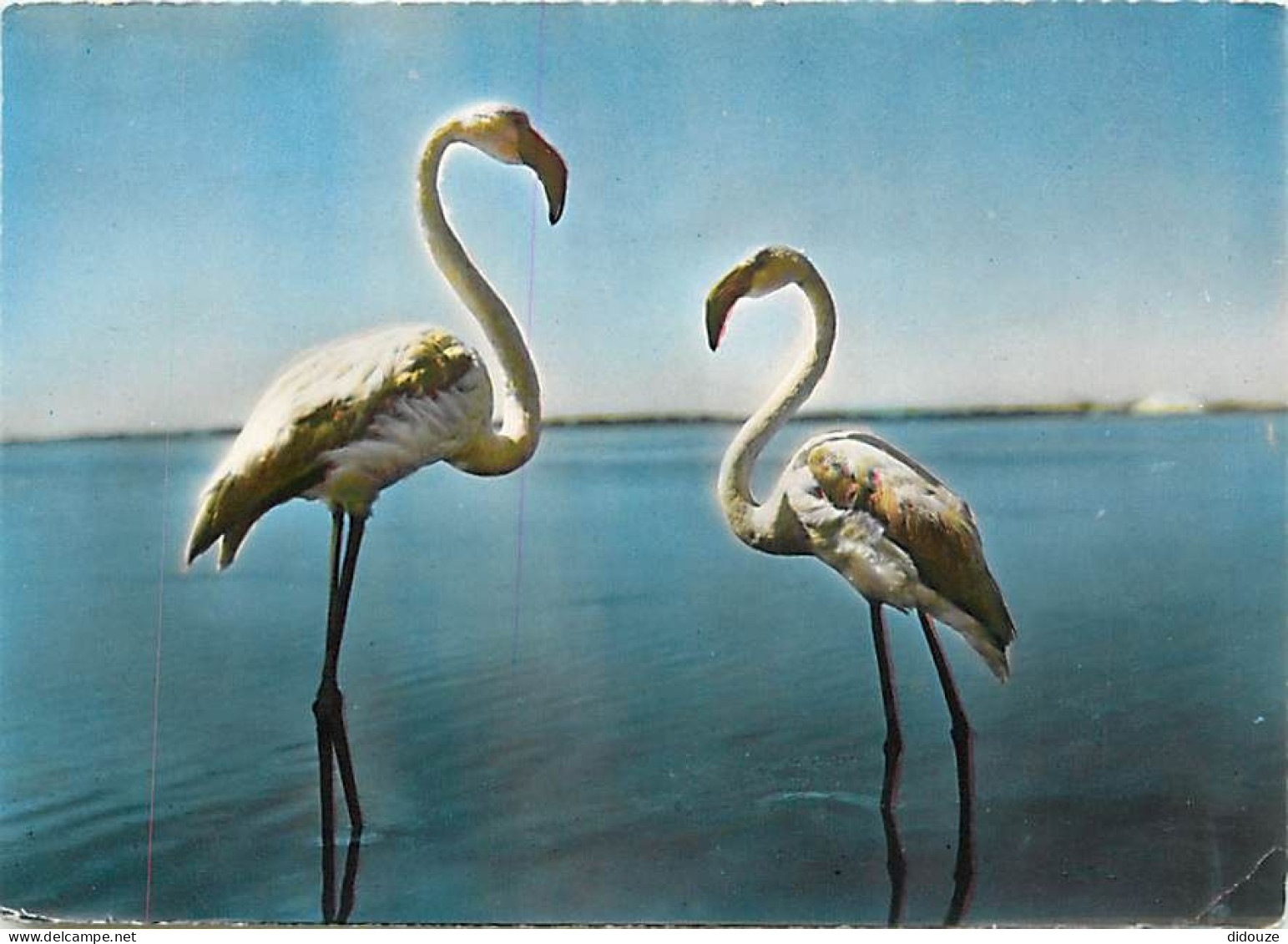 Oiseaux - Flamants Roses - Camargue - Flamingos - CPM - Voir Scans Recto-Verso - Birds