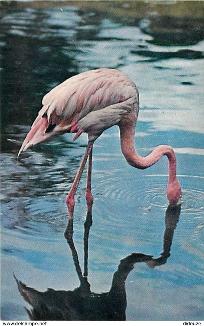 Oiseaux - Flamants Roses - Flamingos - CPM - Voir Scans Recto-Verso - Birds