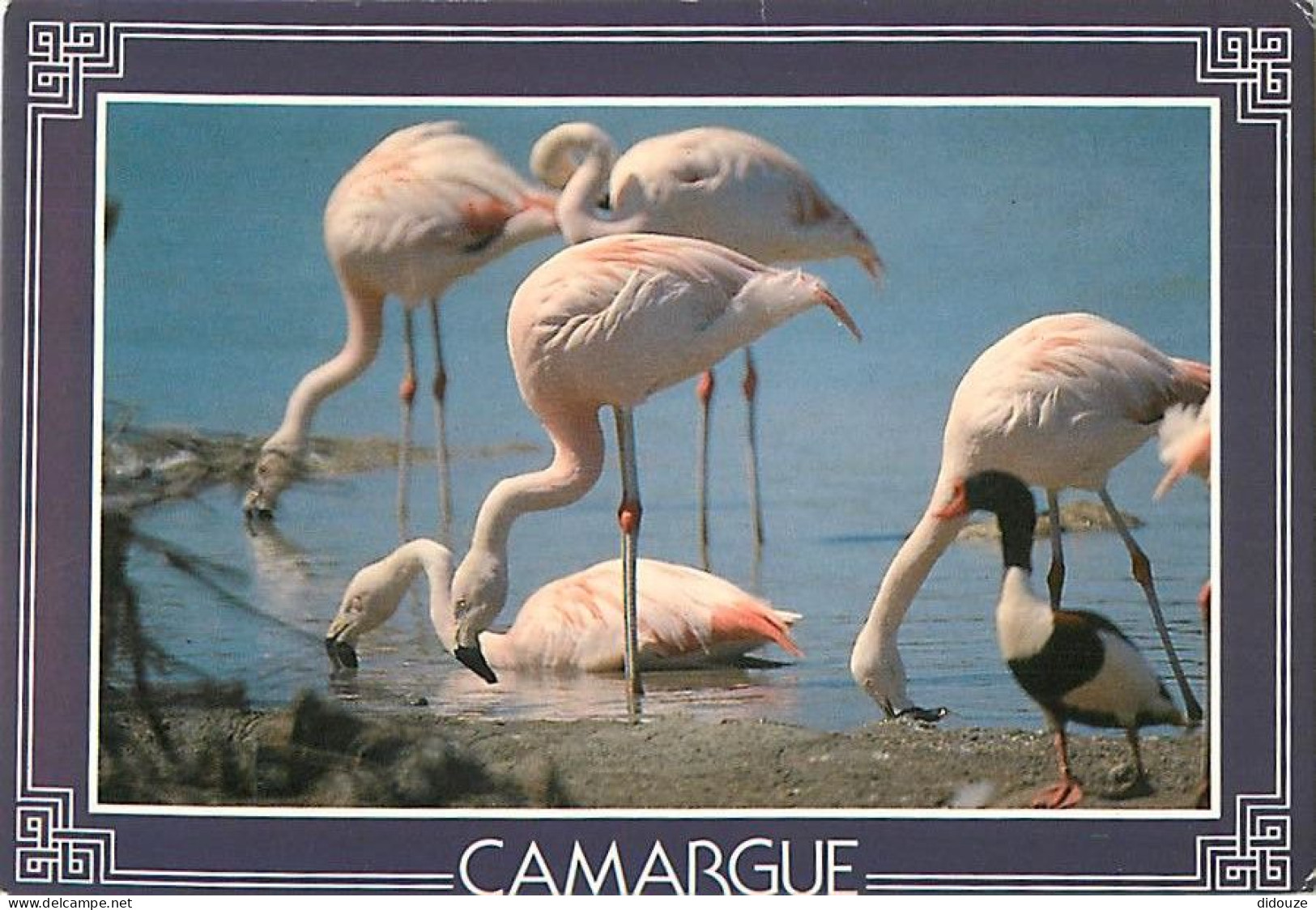 Oiseaux - Flamants Roses - Camargue - Flamingos - CPM - Voir Scans Recto-Verso - Birds