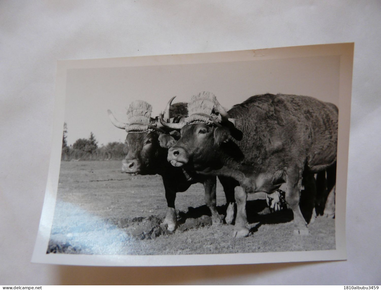 PHOTO (7 X 10 Cm) - 36 INDRE : MONTCHEVRIER - SCENE ANIMEE (attelage) - Autres & Non Classés