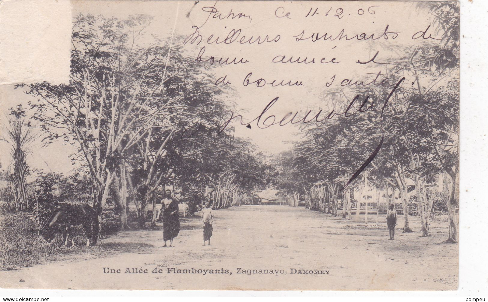 QT -  DAHOMEY ( West African Kingdom ) - Zagnanavo, Une Allée De Flamboyants - 1906 - Dahome