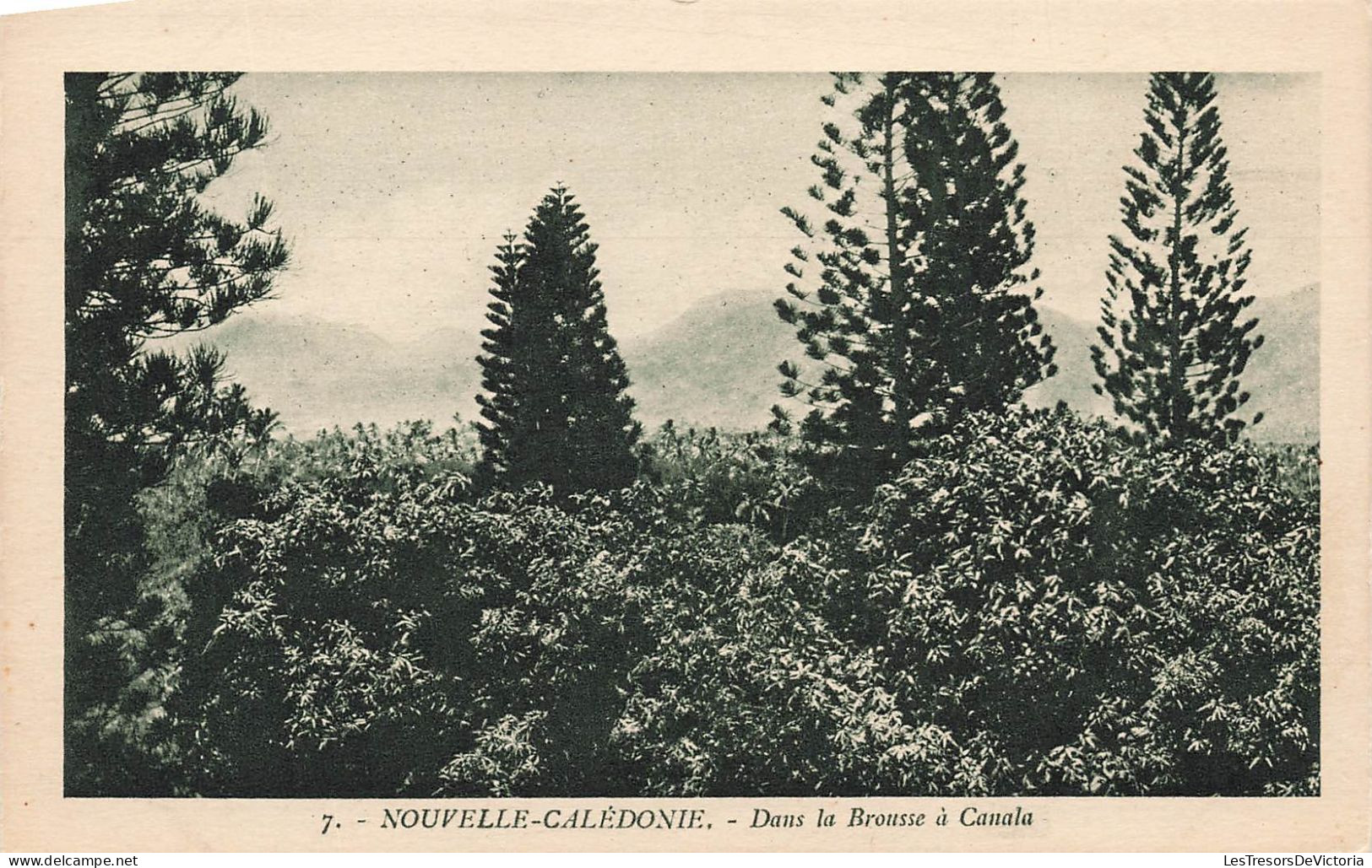 FRANCE - Nouvelle Calédonie - Dans Les Brousse à Canala - Forêt - Vue Générale - Carte Postale Ancienne - Nouvelle Calédonie